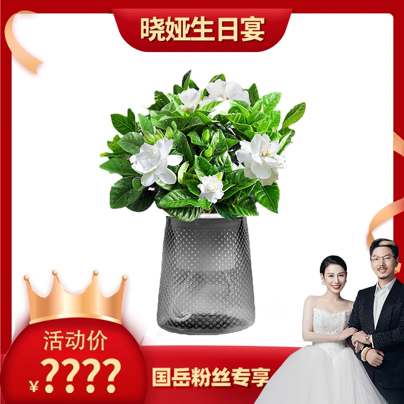 【国岳晓娅生日宴】【花伴水】栀子花水培开花植物浓香室内办公室阳台