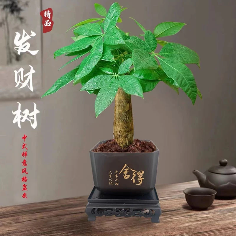 【现代国风】花伴水发财树盆栽室内观叶耐旱易养活绿色盆栽drty