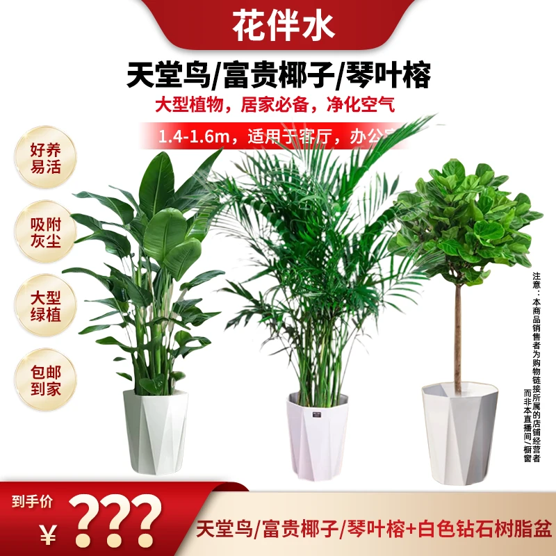 【花伴水】天堂鸟富贵椰子琴叶榕大型绿植1.4-1.6米室内盆栽