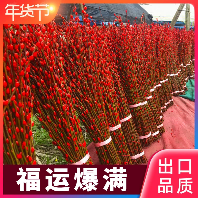 【花伴水】银柳真花鲜枝年宵花卉水培植物干花红色银柳室内美观