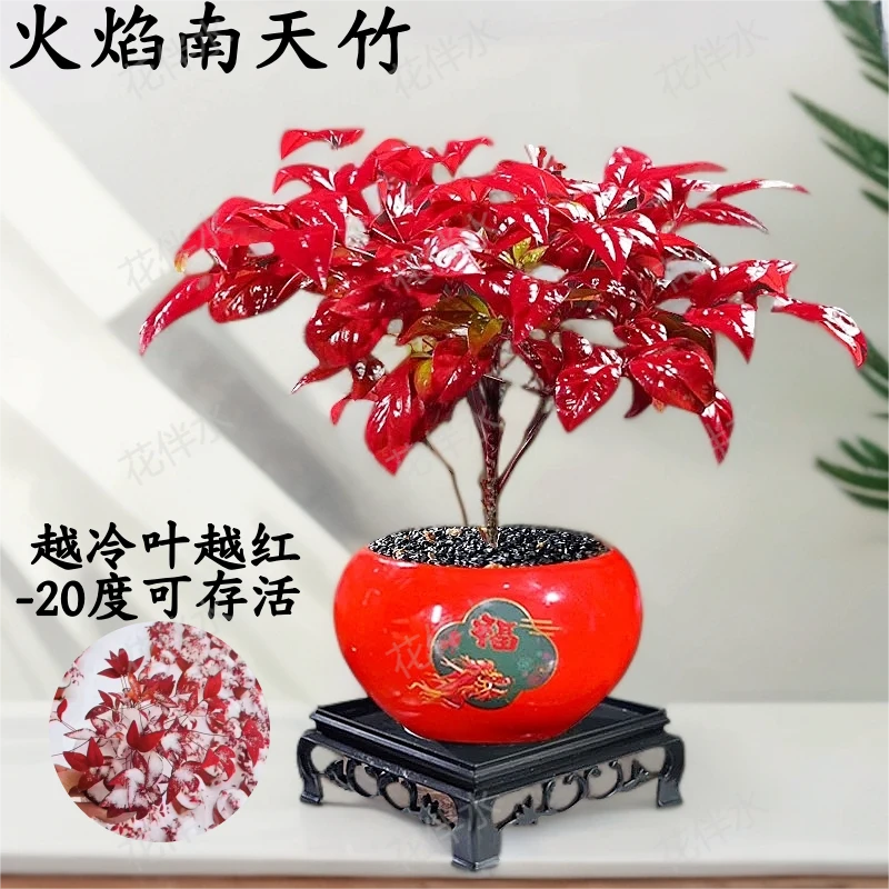 【花伴水】红绿渐变南天竹*1+红龙福瓷盆*1+黑沙*1+110四方底座*1