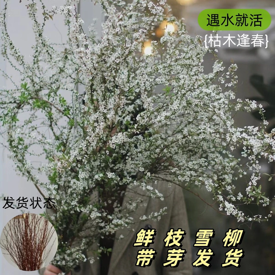 【买十送十】雪柳鲜枝带芽苞水培植物水养插花室内喷雪花遇水开花