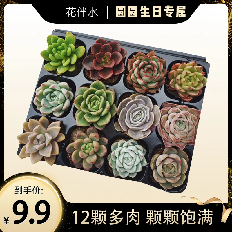 【福利品】花伴水多肉植物12颗组合盆栽搭配系列办公室桌面可爱盆栽