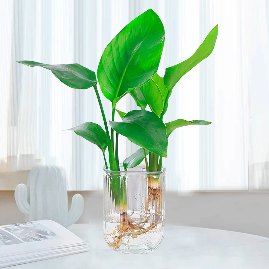 【花伴水】U型轻奢创意天堂鸟水培植物盆栽花卉绿植美观