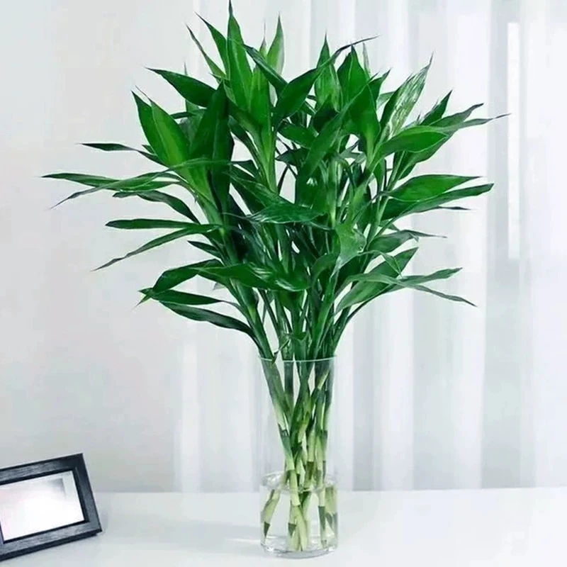 【花伴水】富贵竹水培植物开运竹客厅办公室绿植室内植物净化空气