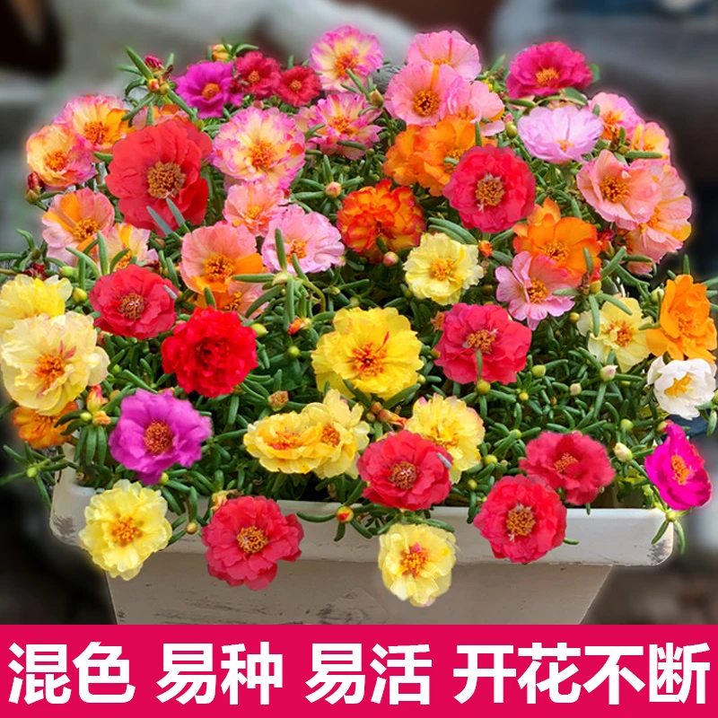 【火社专属】【60000粒太阳花种子】混色重瓣太阳花易活易种子