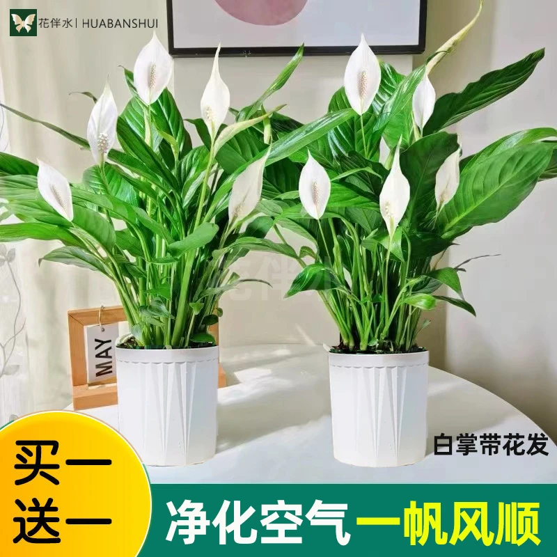 【买一送一】白掌盆栽一帆风顺室内开花绿植花卉净化空气