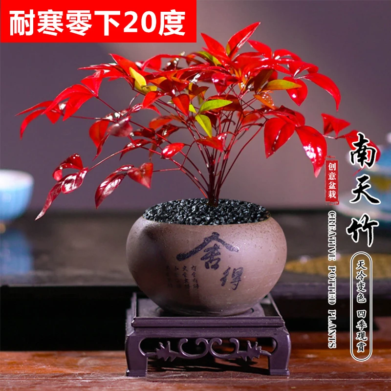 【花伴水】火焰南天竹含盆带底座室内桌面客厅摆件盆景微景观