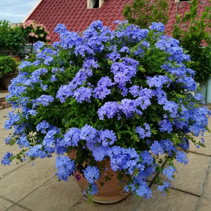 蓝雪花盆栽大苗鲜花卉绿植物室内带花苗阳台爬藤耐热四季好养开花