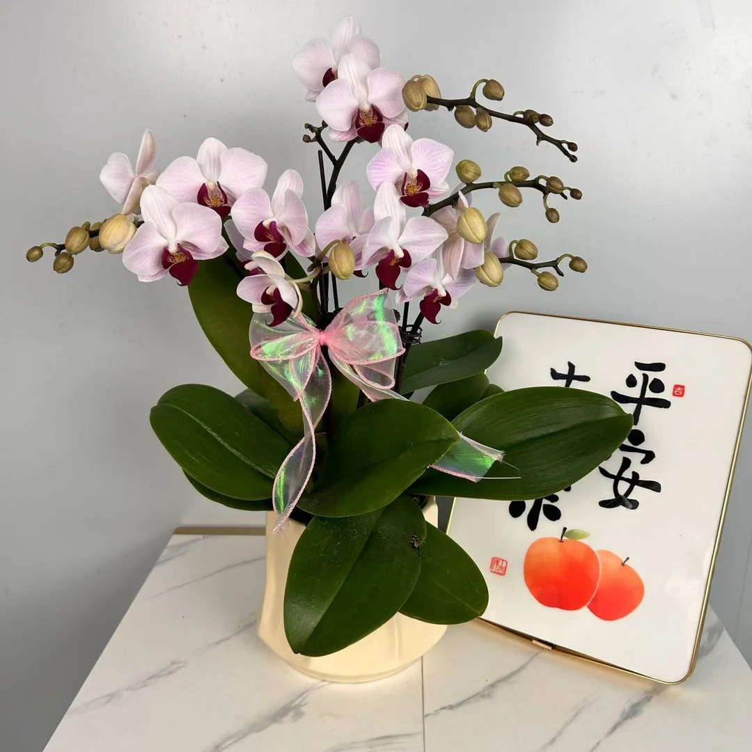 蝴蝶兰【貂蝉】蝴蝶兰选美大赛第一名 好养耐养