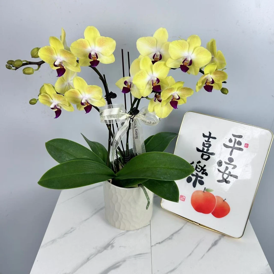 蝴蝶兰【卡曼】欧洲进口黄色系蜡质花花