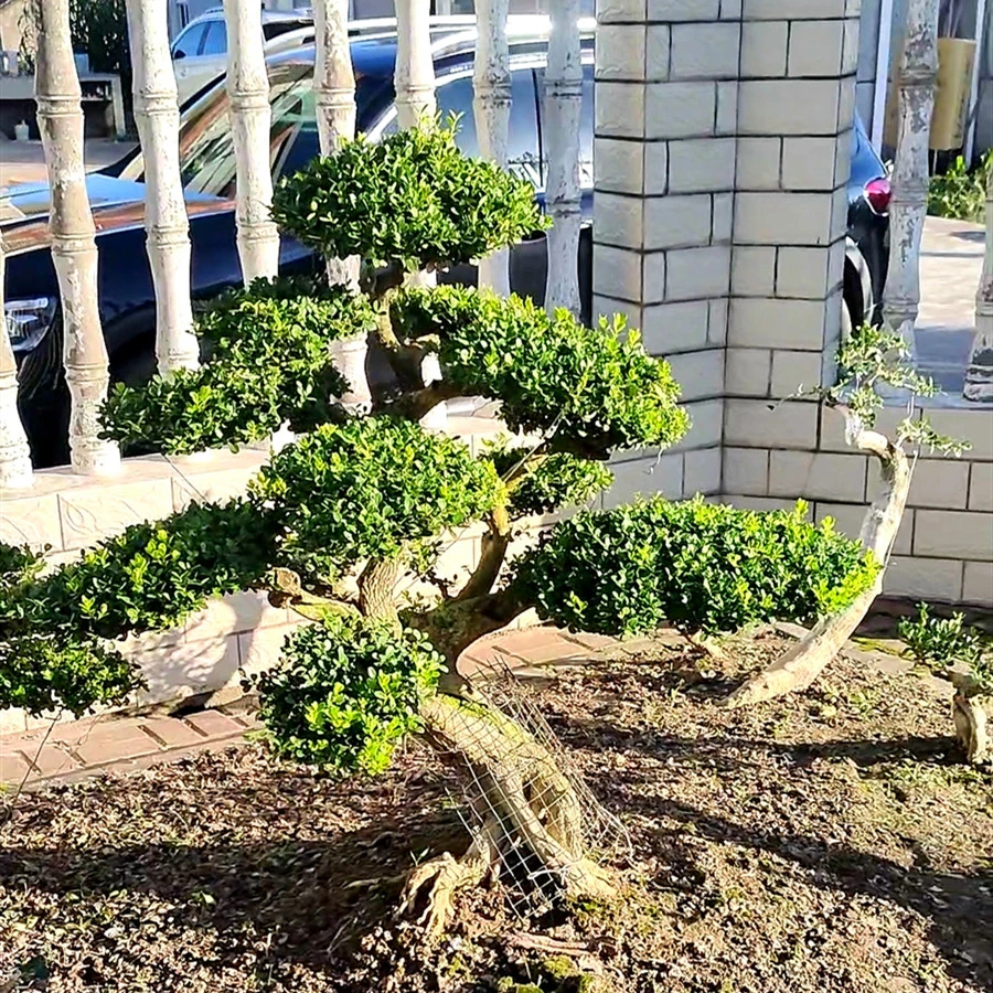 地景盆景造型黄杨树四季常青不落叶耐寒耐冻耐高温
