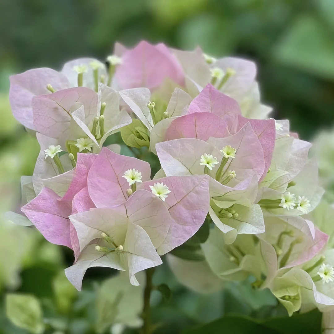 【绿樱】抹茶绿渐变樱花粉三角梅花卉勤花四季（后生）