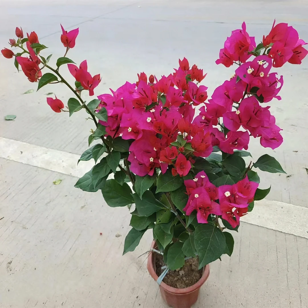 【中国红】喜庆花色三角梅花卉勤花四季开