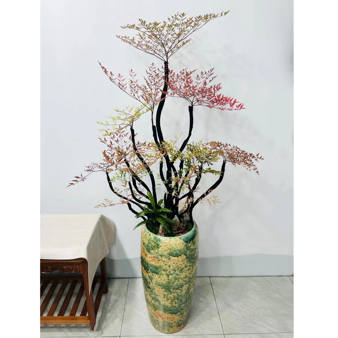 火焰南天竹客厅【一物一拍】盆栽老桩大型盆景室内室外花卉绿植