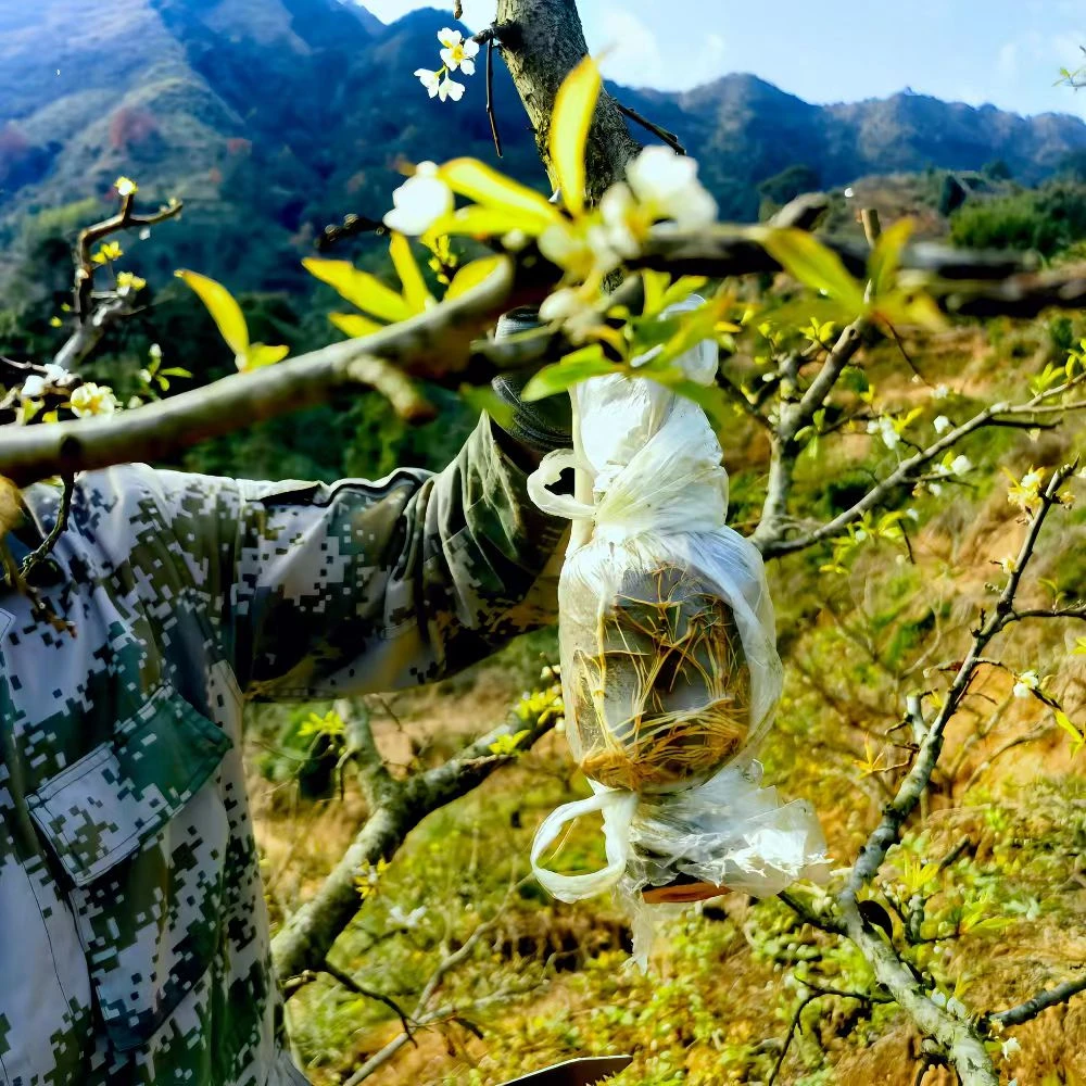 三华树苗圈枝苗 盆景 绿植 高压苗