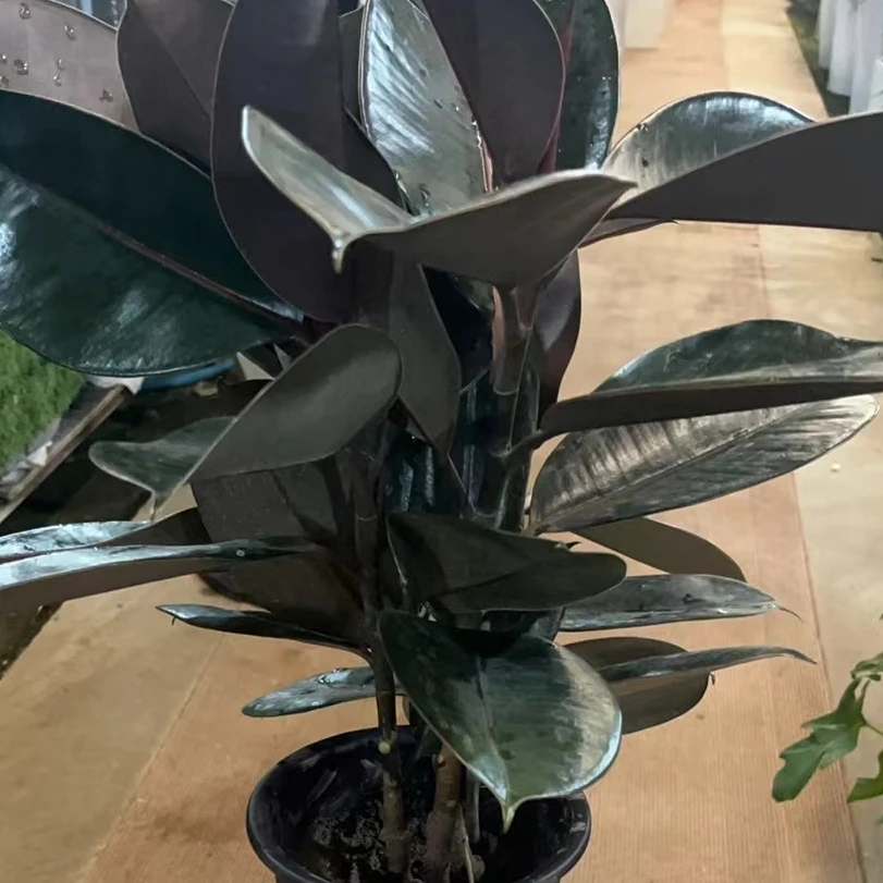 橡皮树多颗绿植黑金刚室内客厅盆栽光照生长修剪养护自然