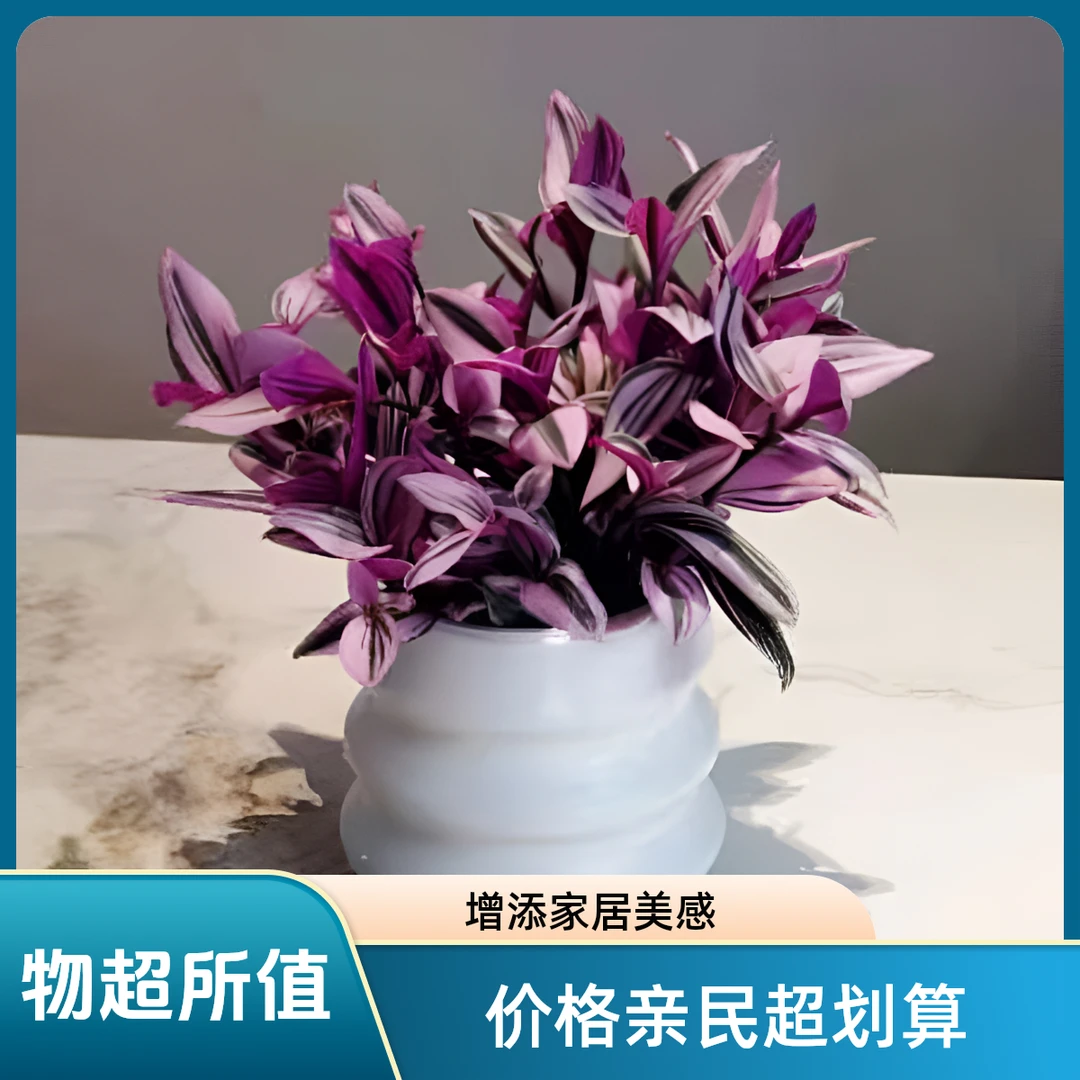 油画婚礼吊兰盆栽+精美花盆阳台美丽美观好养