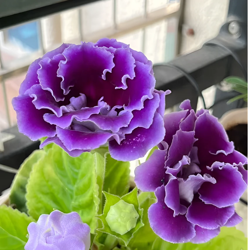 重瓣大岩桐盆栽带花苞富贵四季开花好看易活