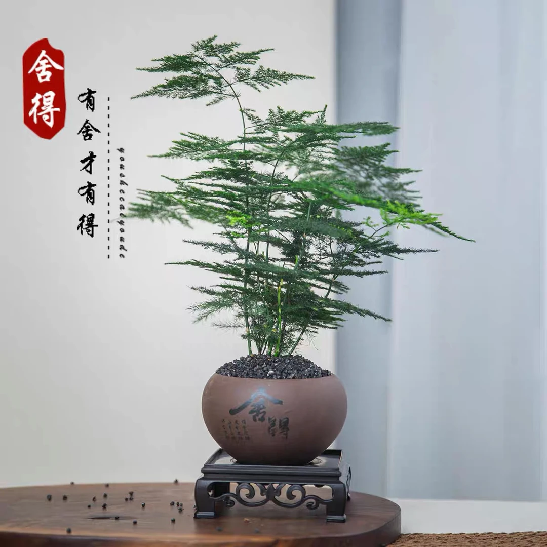 精致文竹文雅造型盆栽植物四季常青翠绿适合种植包邮绿色美观