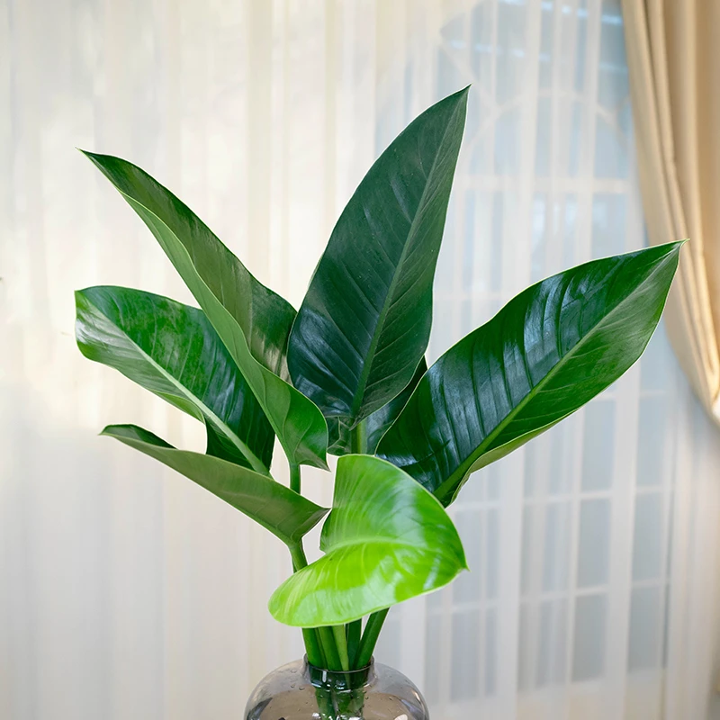 金钻大叶绿公主盆栽室内好养清香美观原土原盆