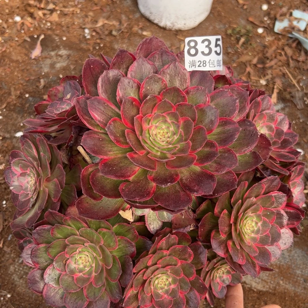 多肉植物835莲花座