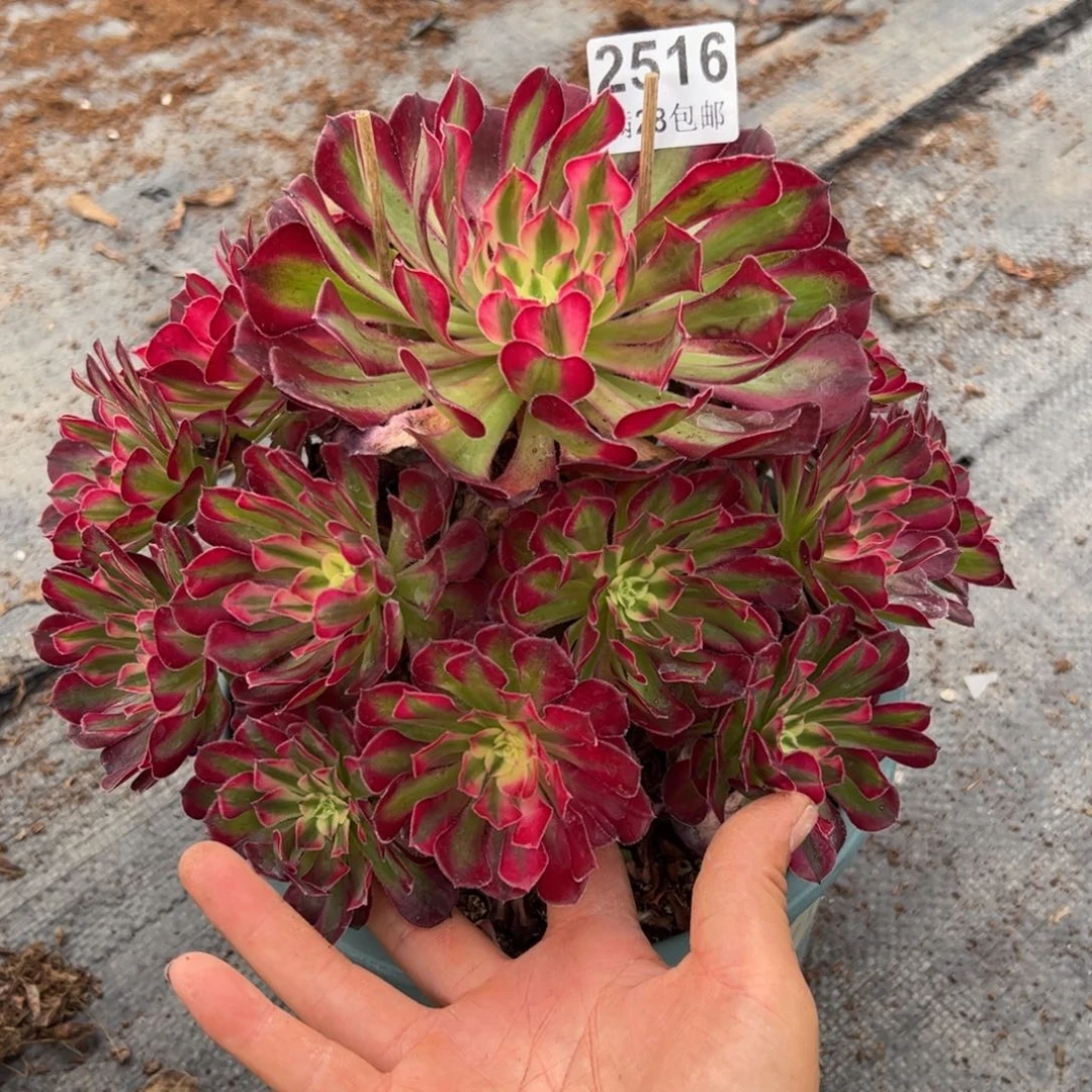 ?****时多肉植物2516脱土