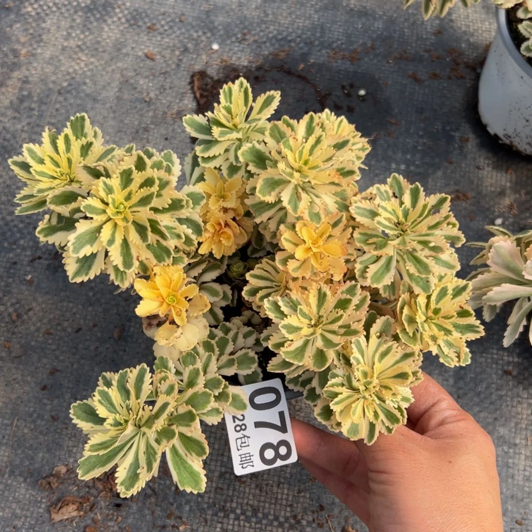 多肉植物078脱土