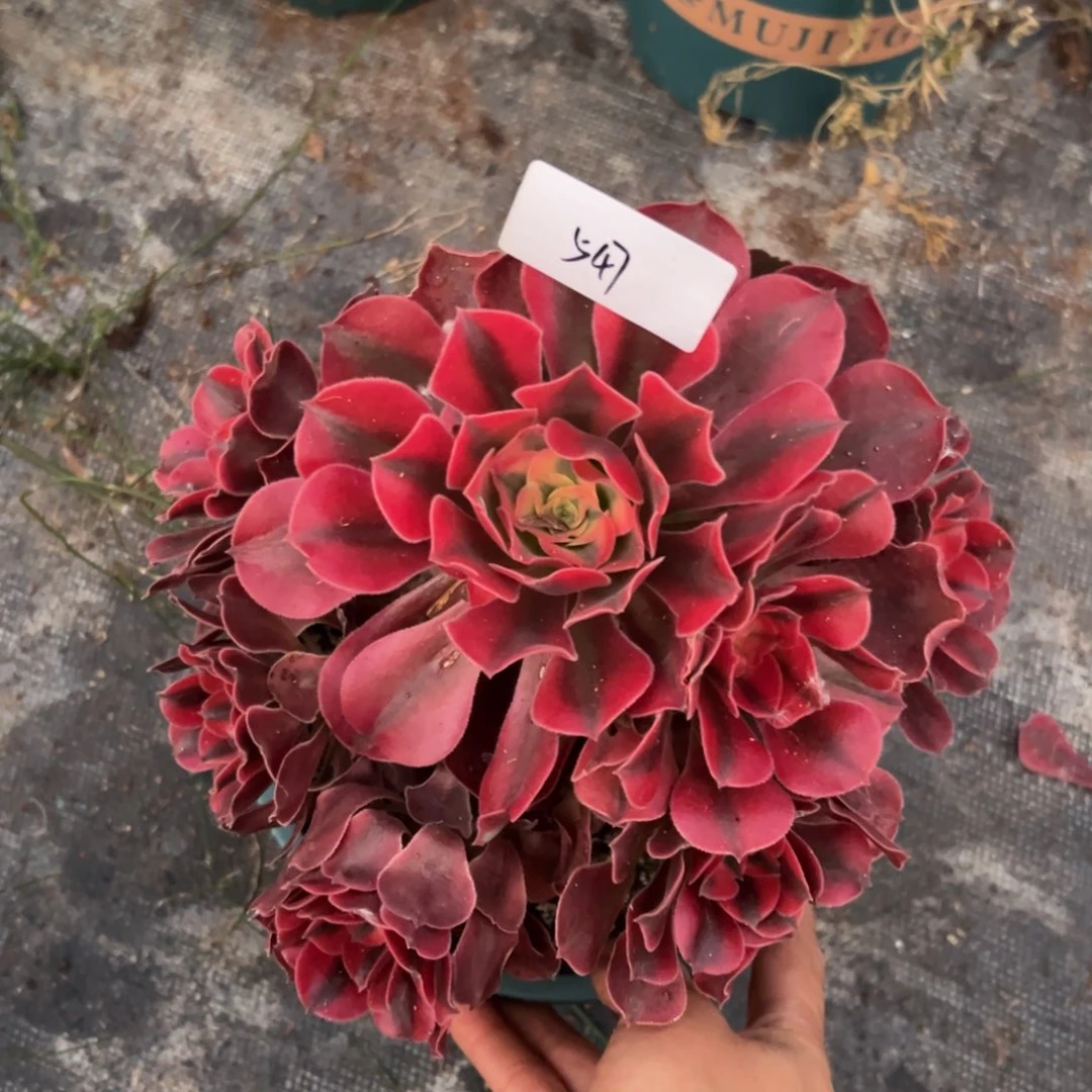 多肉植物547脱土