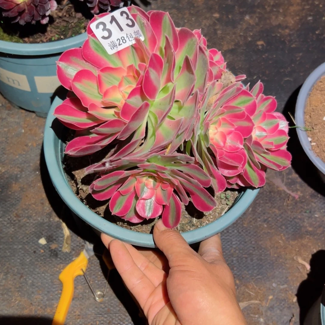 跳***跳多肉植物313多肉