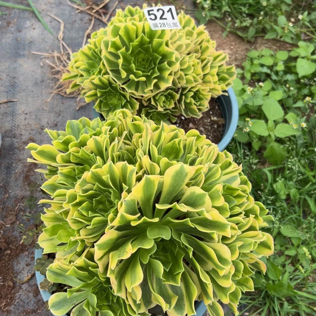 多肉植物521金丝两颗 头歪