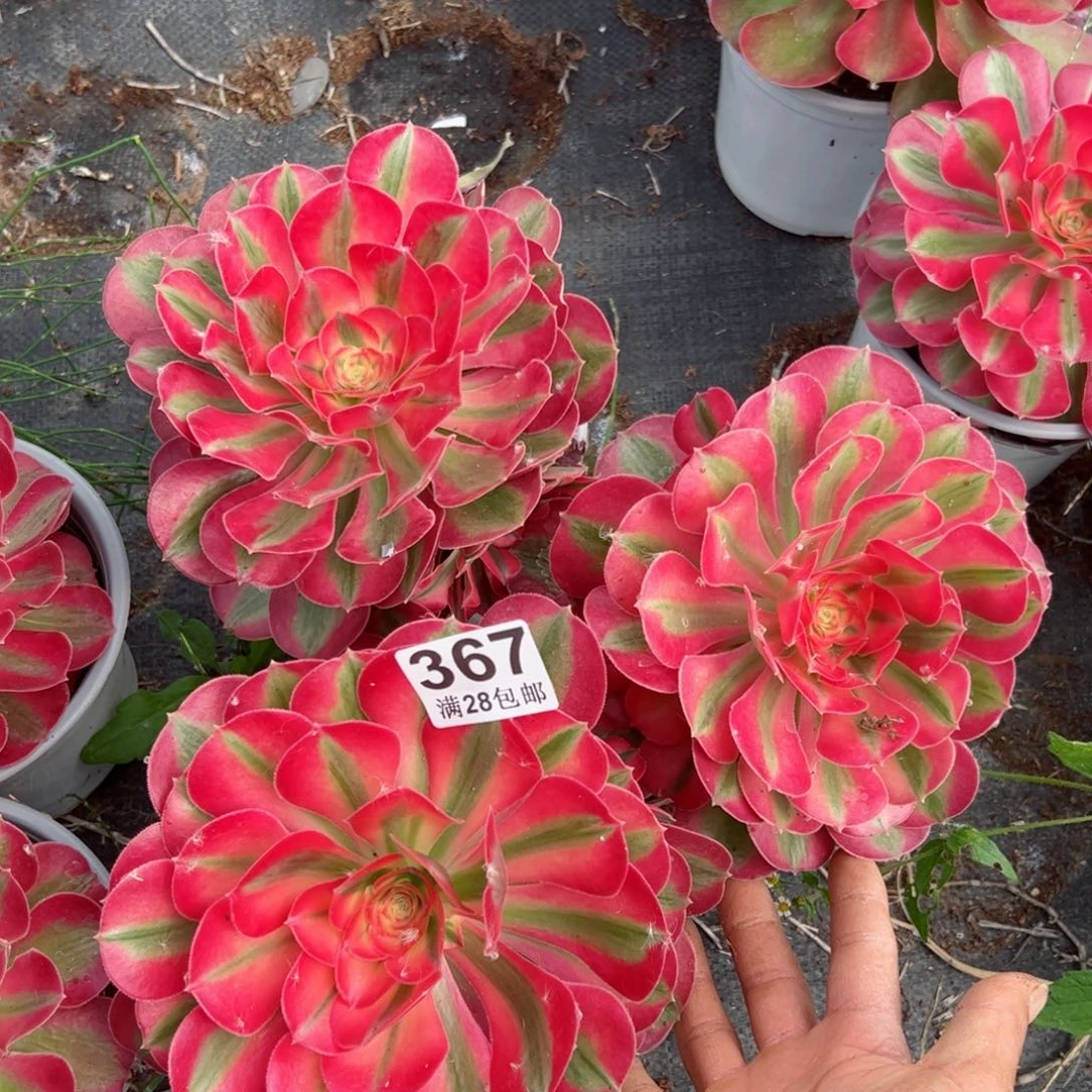 多肉植物367多肉植物