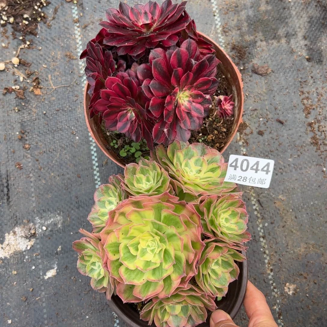 多肉植物4044黑瞳白无售后