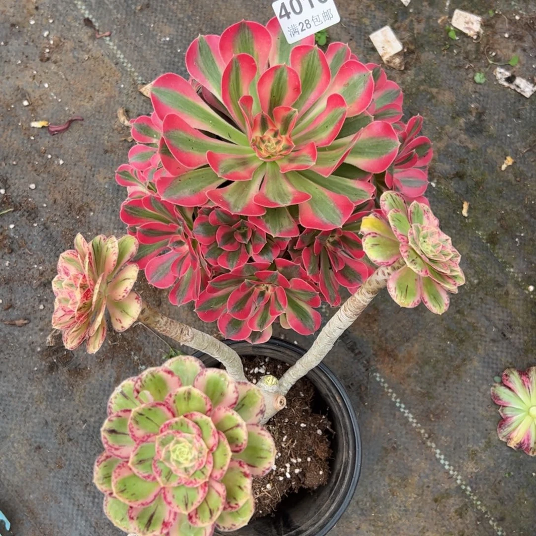 多肉植物4016脱土