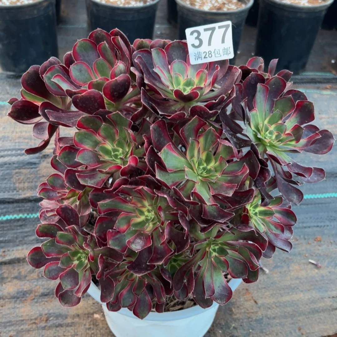 建**姐多肉植物377冰淇淋