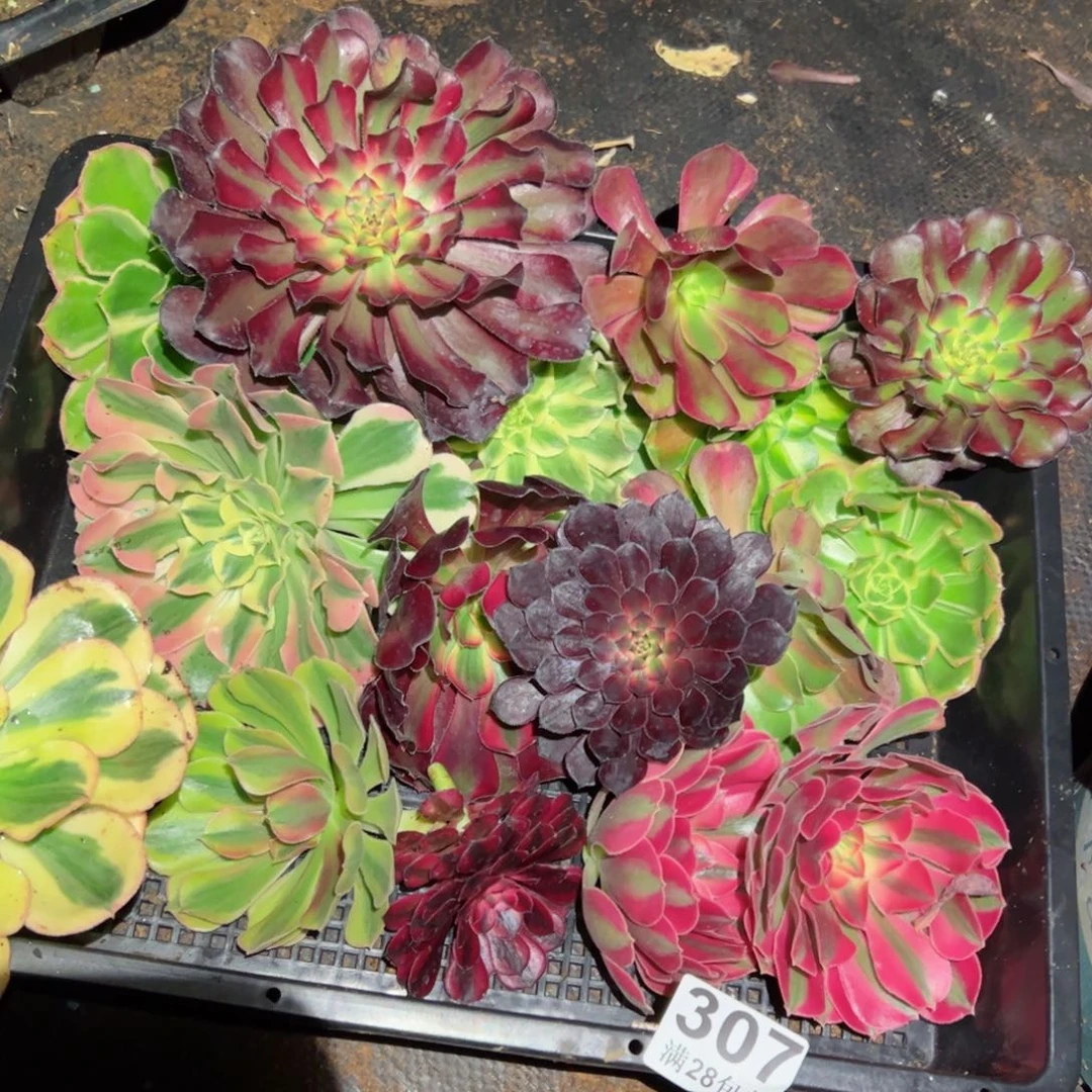 多肉植物砍头301。 16个15个品种