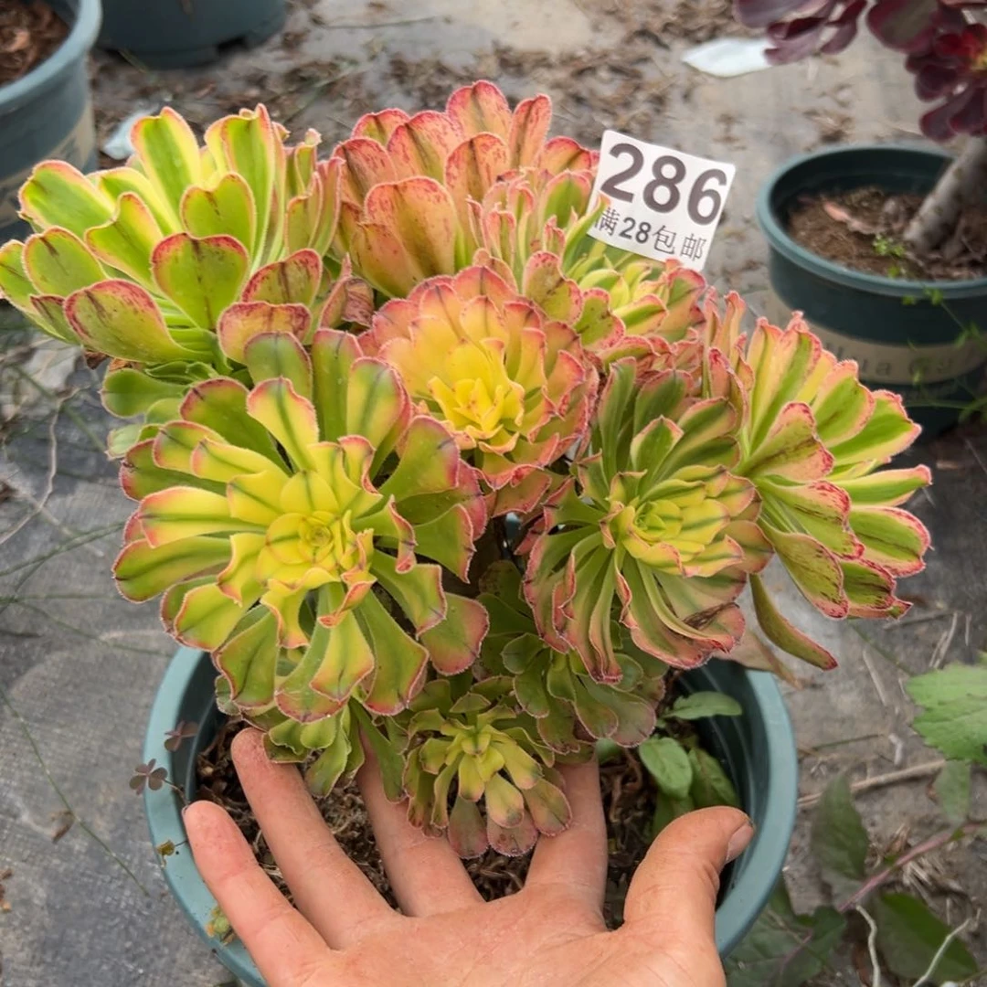 多肉植物286颜日伞