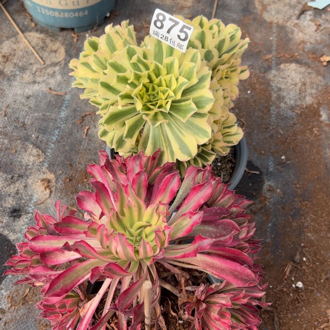 多肉植物875两颗