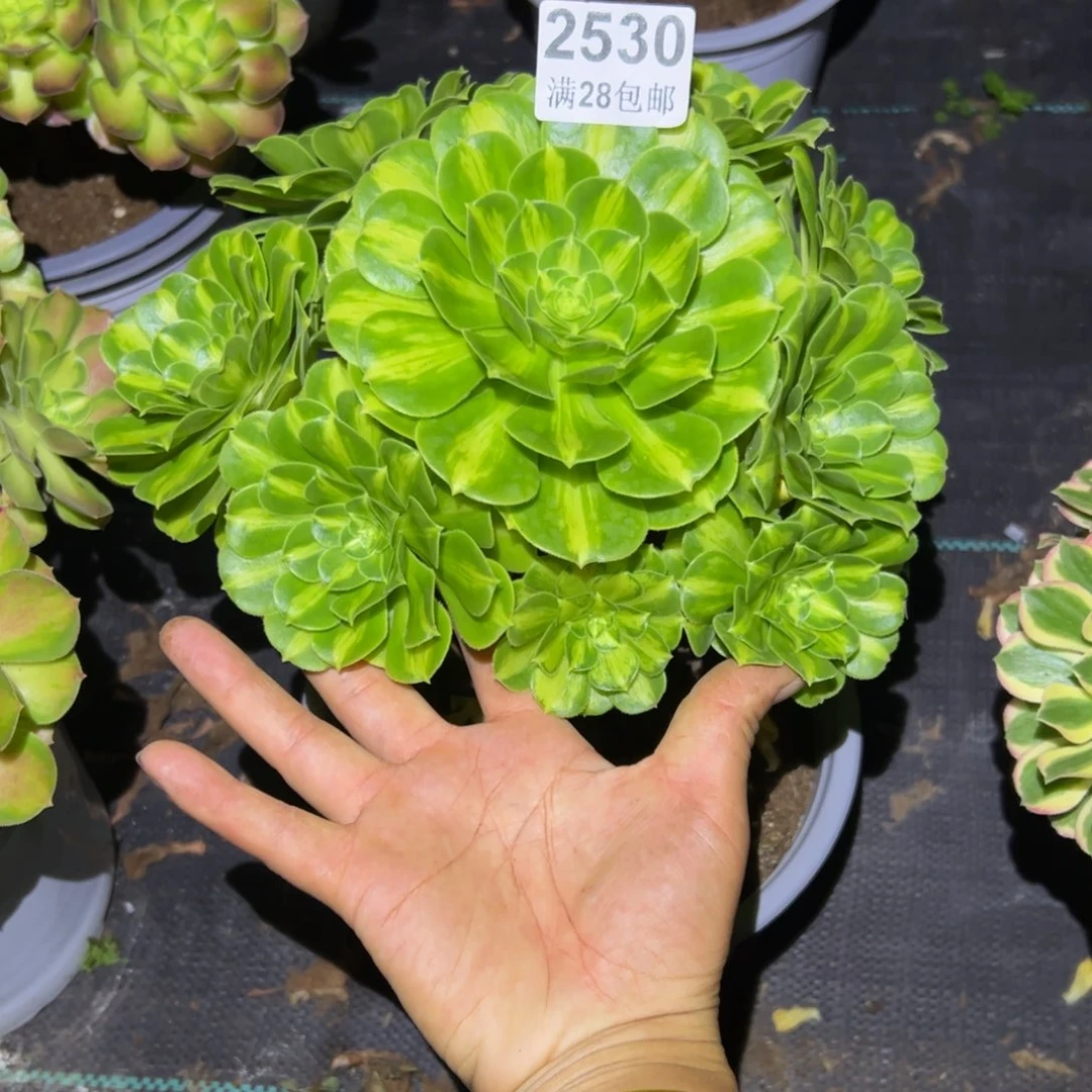 妙**喵多肉植物2530脱土