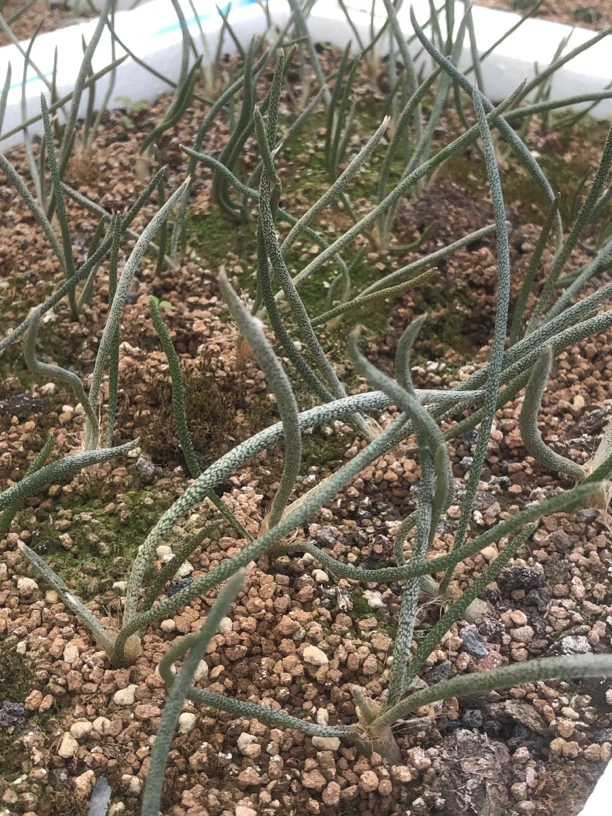 仙人球星球属实生种播美杜莎仙人球女妖萝卜根