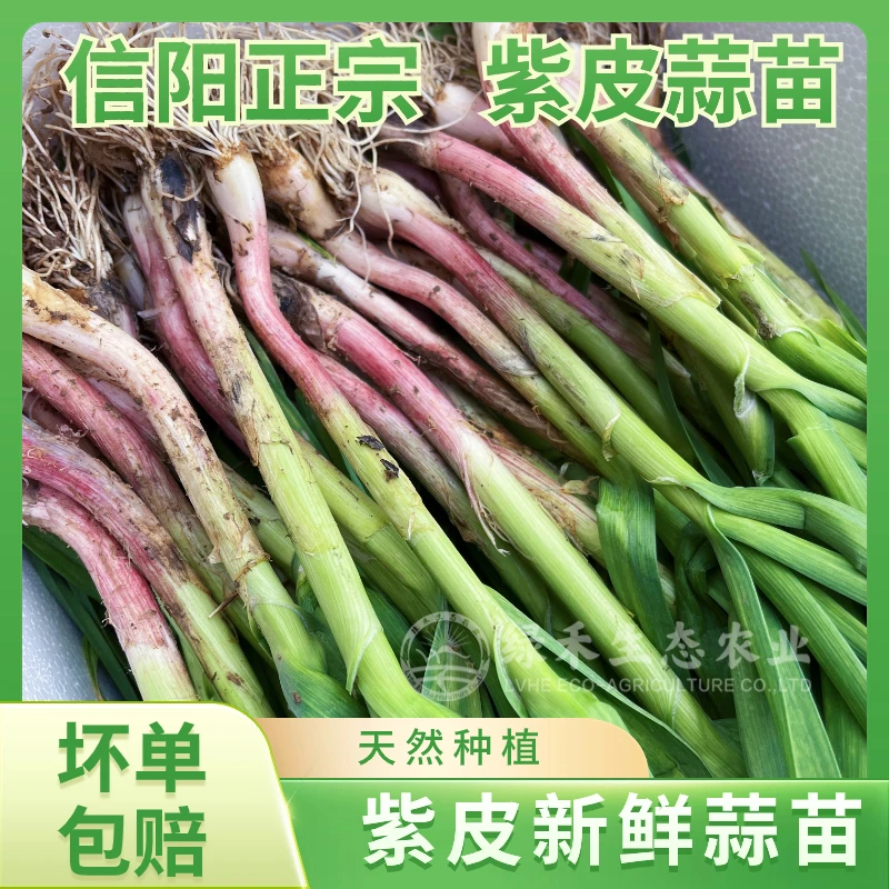 2024新鲜红根蒜苗河南紫皮蒜苗农家自种土蒜苗笨蒜苗大蒜叶无农残