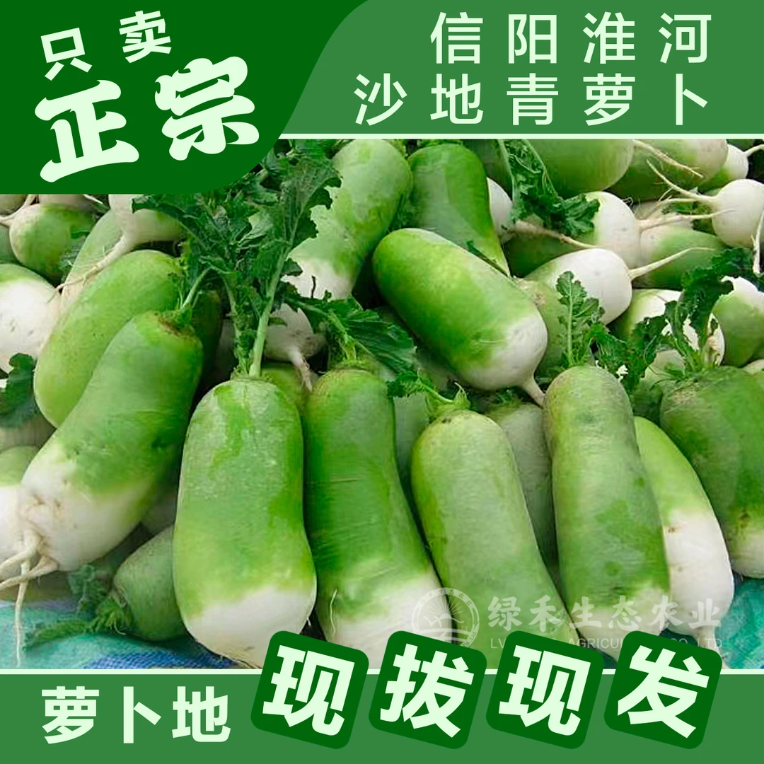 河南信阳淮河沙窝萝甘岸青头萝卜嫩头青淮河脆生吃脆甜凉极速发货