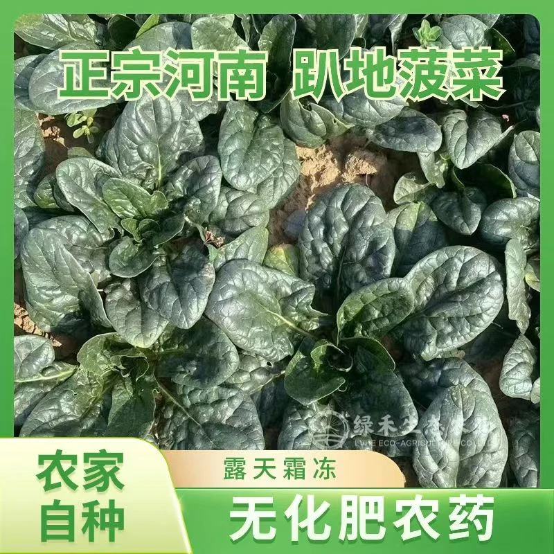 河南新鲜菠菜趴地矮脚露天霜冻打大叶矮杆红根农家青菜火锅蔬菜
