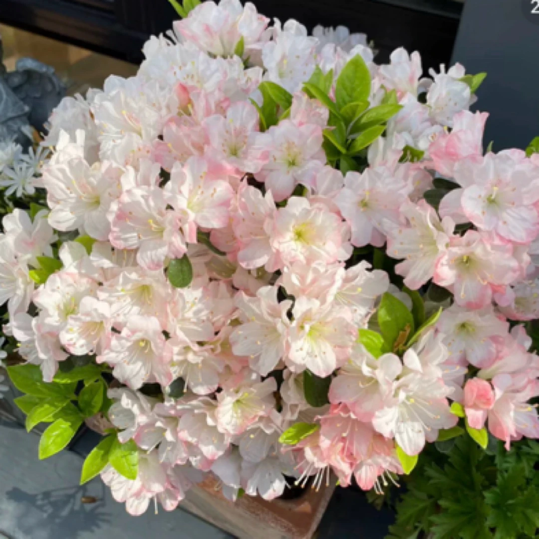 陶菊茹，春鹃久留米，稀有品种杜鹃花，花期带花苞发货