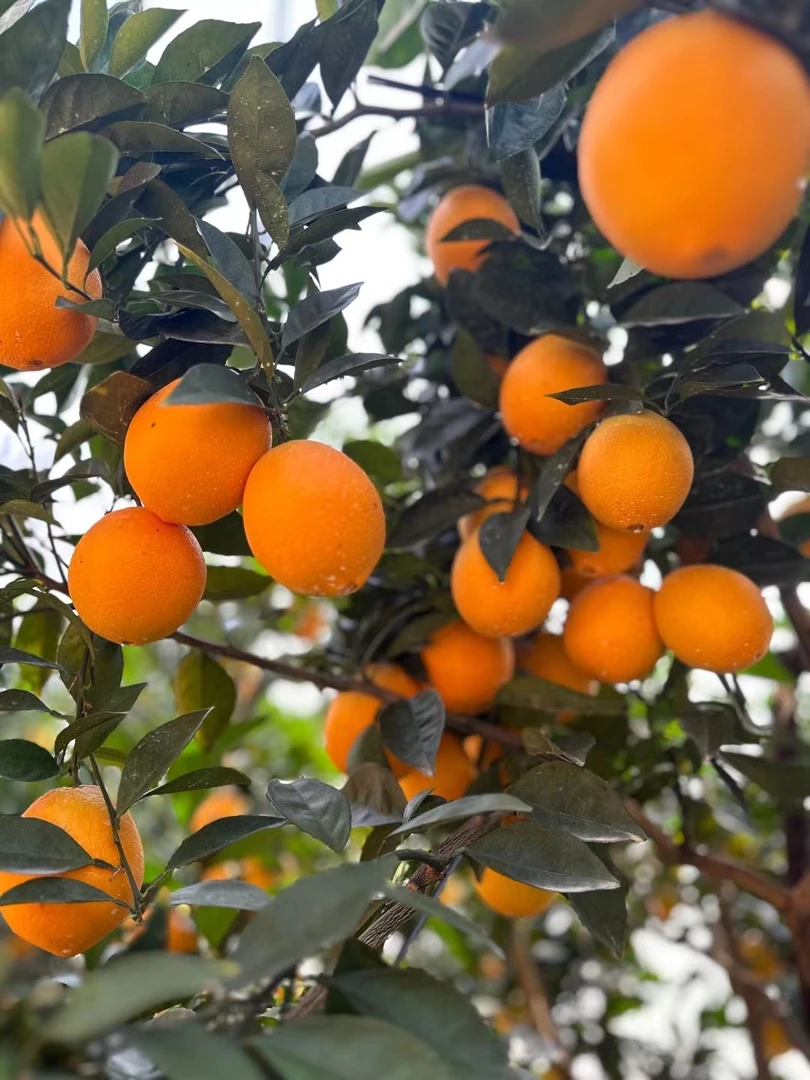 【活动果】正宗赣南脐橙水果橙子江西寻乌产地现摘现发