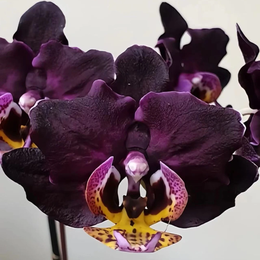 【黑皇后 '3107' 蝴蝶兰】台湾品种3.5寸开花株 蝴蝶兰 基地直发