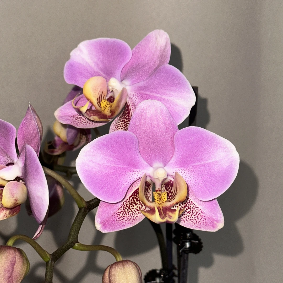 【红韵】2.8寸开花株 带花带苞 蝴蝶兰基地直发 简单好养活