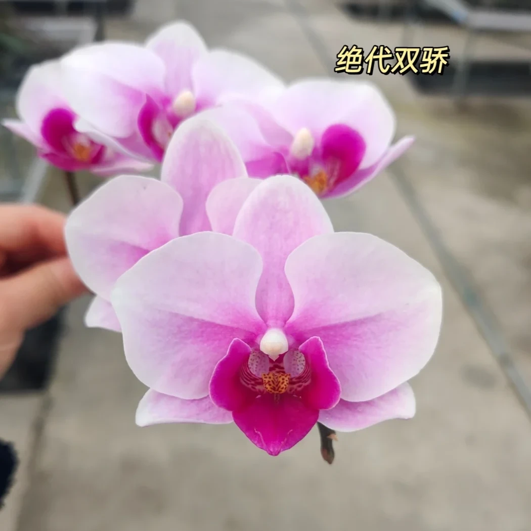 【绝代双骄 蝴蝶兰】又名第三名 粉色系中小花型好看好养