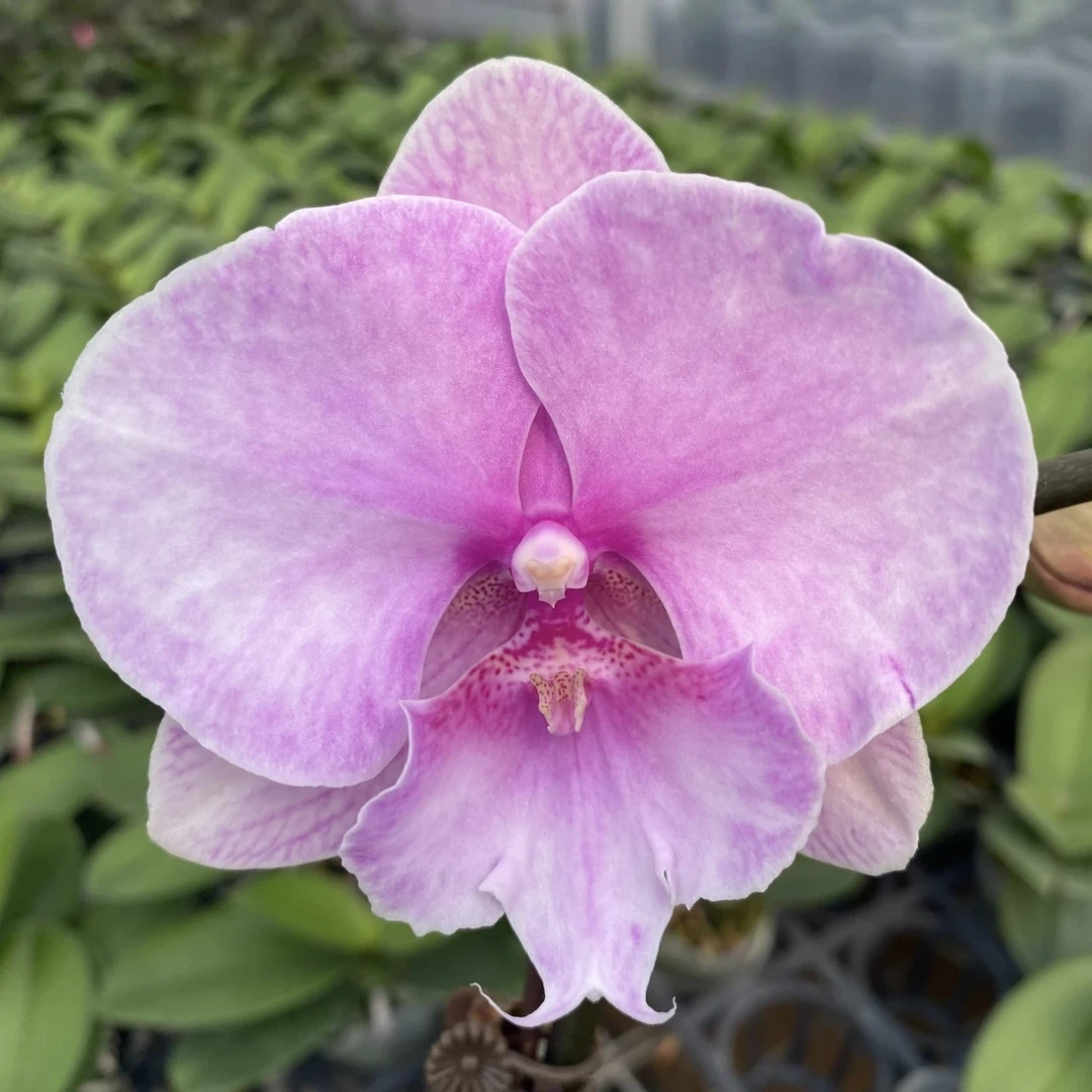 【迷雾大舌头】3寸加高 粉色系花花 蝴蝶兰基地直发 简单好养