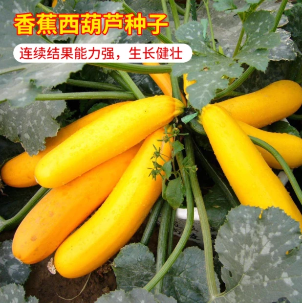 香蕉西葫芦种子早春早熟高产西葫芦种子家庭种植蔬菜